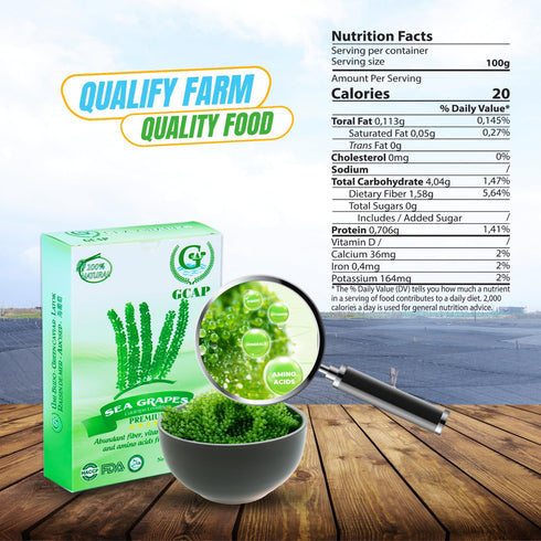 GCAP Sea Grapes – PREMIUM – 4.23 OZ of 6 packs, Dehydrated seaweed, Umibudo, Green Caviar, Lato seaweed - A great superfood for your health, boost...