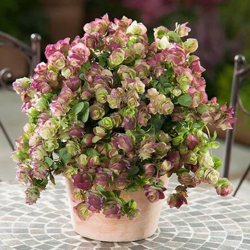 CHUXAY GARDEN 50 Seeds Origanum 'Kirigami',Ornamental Oregano,Wild Marjoram 'Kirigami' Ornamental Oregano Flowering Herb Plant Lovely Light Purple...