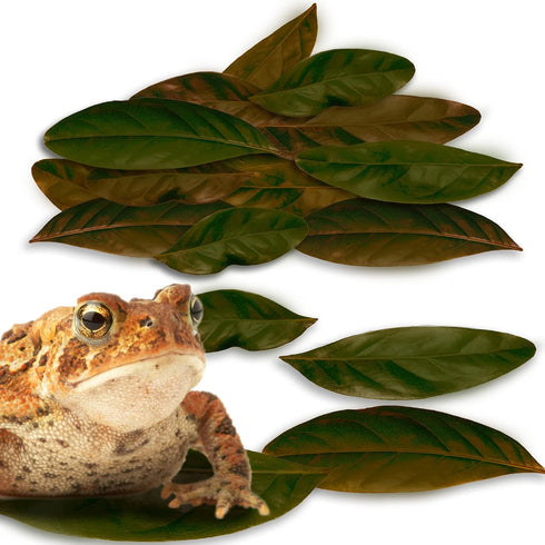 JOR Mahogany Leaves, Vivarium Leaf Litter for Frogs, Mixing with Substrate, Maintains Humidity and pH Levels, Creates Natural Bioactive Habitat, A...