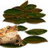 JOR Mahogany Leaves, Vivarium Leaf Litter for Frogs, Mixing with Substrate, Maintains Humidity and pH Levels, Creates Natural Bioactive Habitat, A...