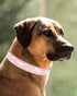 Petank Dog Collar for Small Medium Large Dogs?Small Dog Collar for Female Dogs, Bling Girl Dog Collars, Pink Dog Collar, Rhinestone Puppy Collars ...