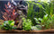 Aquarium Background Tropical Planted Freshwater Terrarium Background Aquatic Plants Rocks with Moss Roots Tropical Style Aquarium Backdrop Fish Ta...