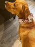 Elegant little tail Dog Collar with Bow - Fall Dog Collar Halloween Pumpkin Bow Girl Boy Pet Collar Soft Dog Bowtie Collars for X-Small Puppy...