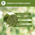 Neem Leaf 4 oz | 100% Natural Detox Neem Tea | Neem Leaves Cut and Sifted | Azadirachta Indica Leaf | Margosa Leaves | Non-GMO, Ethically Sourced ...