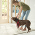 Franklin Pet Supply - Nylon Dog Leash - Comfort - Neoprene Handles- Shok-Tek Bungee System - 4 Foot - Dog Training - Walking...