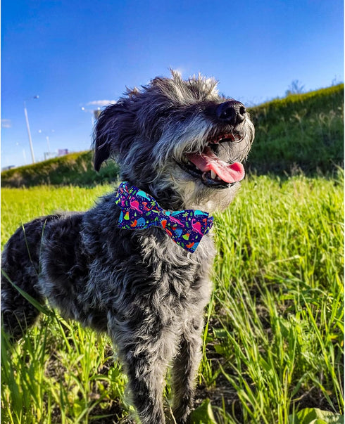 Lionheart glory Dog Collar, Blue Dog Bow Collar Boy Dog Collars with Bow Adjustable Dinosaur Bowtie Collar for Small Dogs Pet Gift...