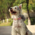 PET ARTIST Soft & Comfy Girl Dog Collars, Bright & Classic Pink Dog Collar Leather for Medium Dogs, Durable & Heavy Duty Nylon Dog Collar with Qui...
