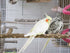 Large Bird Perch Stand, Natural Pepper Wood Bird Parrot Stand Branch, Wooden Bird Supply, Birdcage Accessories for Parrot Parakeet Cockatiels Conu...