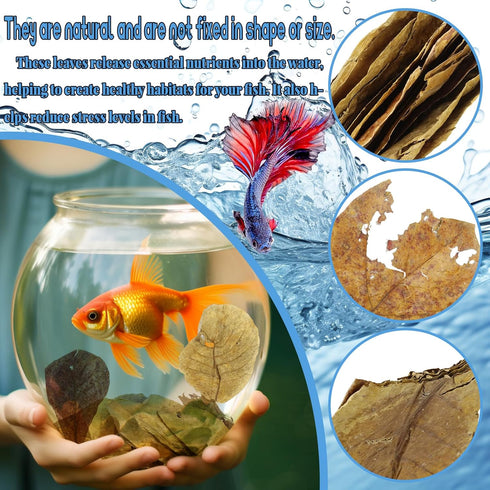 50 Pcs Large Catappa for Fish,5-8 Inch, Indian Almond Leaves Creates Native Environment, Catappa Leaves Beta Fish Leaf for Aquarium Shrimp Tank De...