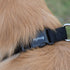 Hyhug Pets Classic Regular Solid Color Collection Pup Dog Collar (Small, Black)...