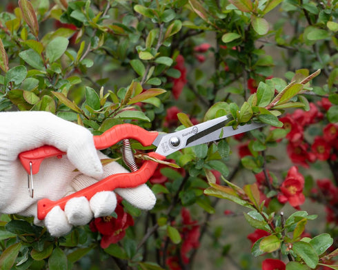 2 PACK Multifunctional Thin Fruit Scissors, P-905 Garden Pruner Shears Cutters with Anti-Slip Grip High-Grade Spring Lock Garden Pruner for Garden...