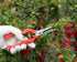 2 PACK Multifunctional Thin Fruit Scissors, P-905 Garden Pruner Shears Cutters with Anti-Slip Grip High-Grade Spring Lock Garden Pruner for Garden...