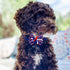 24PCS 4th of July Dog Bow Tie Collar, Independence Day Pet Bow Tie, Adjustable Star Stripe Collar, Patriotic Memorial Day Pet Bow Tie...