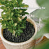 Skyflame Black Vermiculite Granules for Gas Fireplace, 12 oz Bag...