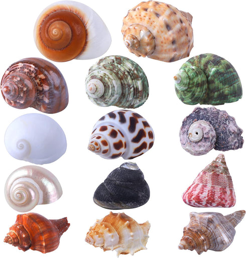 14PCS 14 Kind Natural Hermit Crab Shells Size 1" - 3.5", Opening 0.8" - 1.5" Hermit Crab Supplies Pearl Turbo Seashell for Décor...