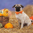 Fall Dog Collar, Pet Collar Dog Bow Orange Plaid Dog Collar Girl Boy Holiday Pet Dog Collar Gift Bow Dog Collar Cute Soft Puppy Collar for Large D...