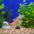 POPETPOP 40 Pcs Fish Tank Landscaping Water Plants Faux Plant Miniatures Mini Plants Artificial Seaweed Aquarium Plants Decors Small Fake Aquarium...