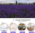 Dried Lavender Flowers, Bulk Wholesale Fragrant Lavender for Wedding Toss, Crafts, Sachets - 1 Pound...
