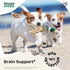 Gotu Kola Drops for Dogs - Brain Supplement for Dogs w/Gotu Kola - Herbal Brain Health Support - Nutritional Supplement for Dogs of All Breeds & S...