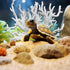 Aquarium Fish Tank Decorations Kit, Artificial Coral+Starfish+Mermaid+Plastic Coral, Betta Fish Tank Decor Ornament Landscape for Fresh...