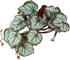 2Pcs Artificial Reptile Plant, Plastic Simulation Vine Lifelike Aquarium Fish Leaves Decoration with Suction Cup, Pets Fake Green Plastic Ornament...