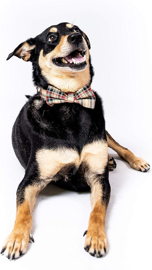 Scottish Tartan Bowtie Dog Collar with Detachable Bow Tie - Beige Plaid Dog Collar With Bowtie For Dogs And Puppies - Bowtie Dog Collar With Check...