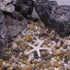 VOCOSTE Coral Reef Decor, Mini Faux Coral Decor for Aquarium Decorations, White,2.36"x2.44"...