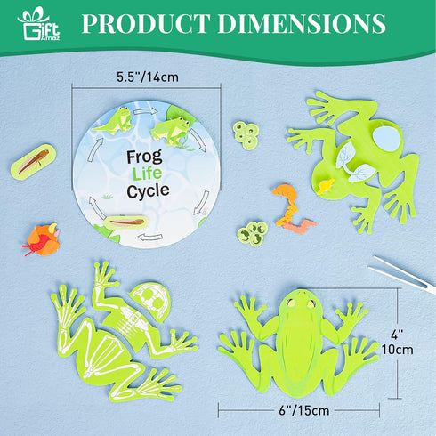 Frog Anatomy Model Dissection Kit for Kids, Soft Felt Frog Science Lab Toy, Biology and Life Science STEM Birthday Toys, Classroom Teaching Aid, E...