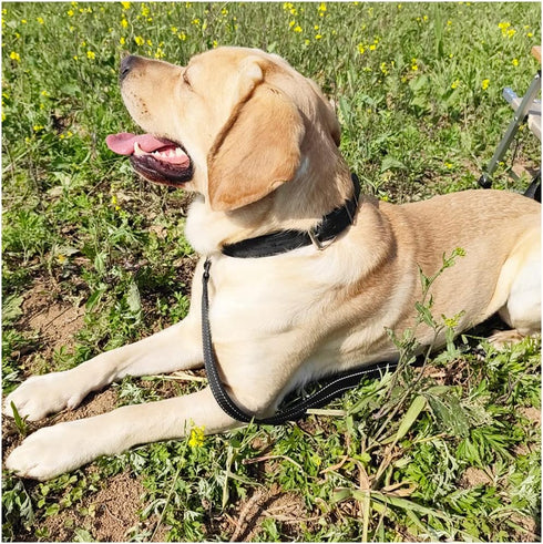 10FT Traffic Leash with 2 Handle Dog Leash Reflective, Easy Control Training Walking Nylon Two-Double Handle Dog Leash for Large Medium dogs and P...