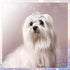 9 Pieces Dog Tiara Crown Hair Clips Pet Crystal Rhinestone Barrette Clips for Dog Puppy Ear Crown Clips Clear Doggie Crown Clip Pet Grooming Hair ...