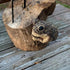 Keeping Quiet Frog Tree Peeker Garden Tree Sculptures Outdoor Tree Face Garden Tree Hugger Statues Indoor Outdoor Yard Decoration (gery)...