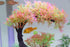 AQUA KT Aquarium Landscape Curved Tree Magenta Plant Plastic for Betta Clownfish Cichlid Guppy Glofish Tank Decoration...