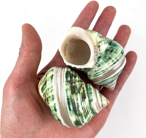 5PC Green Turbo Banded Shells,Hermit Crab Shell &Turbo Shells Hermit Crab Supplies for Decor Apprx 2.25" Inch...