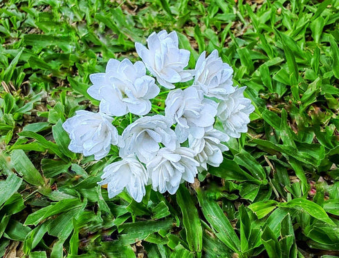 Gypsophila Flower Mulberry Paper Artificial Flowers Wedding Party Decoration DIY Home Decor Craft Cards Supplies Scrapbooking Embellishment (White...