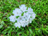 Gypsophila Flower Mulberry Paper Artificial Flowers Wedding Party Decoration DIY Home Decor Craft Cards Supplies Scrapbooking Embellishment (White...