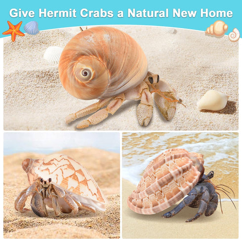 Hermit Crab Shells Large 6pcs,Natural Conch Shell Size 2.8" - 3.8", Opening Size 1.5" - 2.7", Hermit Crab Sand,Hermit Crab Habitat,Large Sea Shell...