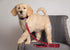 MLB PET Leash, Large, Washington Nationals Dog Leash, Baseball Team Leash for Dogs & Cats. A Shiny & Colorful Dog & Cat Leash with Emboridered Tea...