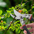 Pruning Shears for Gardening, Gardening Shears Heavy Duty, Cutting Shears Garden,Hedge Clippers, Rose Pruning Shears, Hand Clippers Gardening, Cli...