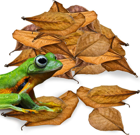 JOR 120 Pack Dwarf Frog Leaf Litter, Mini Indian Almond Leaves as Microfauna Habitat Tank Food Source, Substrate in Bioactive Terrarium & Vivarium...