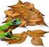JOR 120 Pack Dwarf Frog Leaf Litter, Mini Indian Almond Leaves as Microfauna Habitat Tank Food Source, Substrate in Bioactive Terrarium & Vivarium...