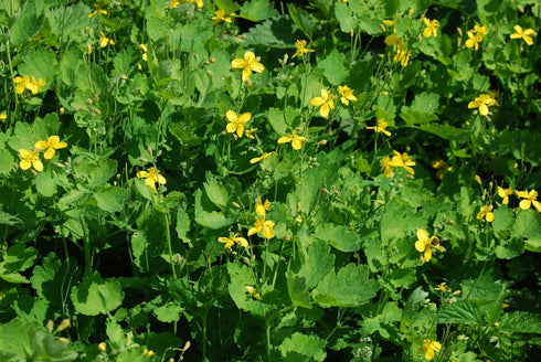 Health Embassy Greater Celandine Herb | Chelidonium Majus L | 100% Natural (50g)...
