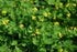 Health Embassy Greater Celandine Herb | Chelidonium Majus L | 100% Natural (50g)...