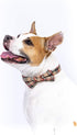 Scottish Tartan Bowtie Dog Collar with Detachable Bow Tie - Beige Plaid Dog Collar With Bowtie For Dogs And Puppies - Bowtie Dog Collar With Check...