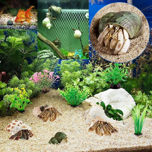 3 PCS Hermit Crab Shells 2~2.7Inch Natural Hermit Crab Shells Opening Size 1~1.3Inch Hermit Crab Supplies...