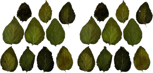 Awesome Aquatic Mulberry Shrimp Leaves Natural Botanical Leaf Food Organic Treat Aquarium Fish Shrimp Terrarium High Protein Vitamin Mineral Fiber...