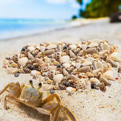 Ira Pollitt Tiny Natural Mixed Ocean Sea Shells Tiny Miniature Beach Critter Seashells Variety Beach Decor Crafts for Arts & Crafts Projects, Home...