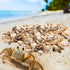 Ira Pollitt Tiny Natural Mixed Ocean Sea Shells Tiny Miniature Beach Critter Seashells Variety Beach Decor Crafts for Arts & Crafts Projects, Home...