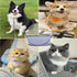 Pet Grooming Tools Pet Trim Playpen tent Fence/Foldable Dog Pool ?depilation Keep The Floor Clean Light Blue Cat Hair/Dog Hair Catcher ?Indoor Out...