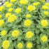 Rhodiola Rosea Seeds Roseroot Stonecrop Perennial Fragrant Edible Cooking GMO Free Drought Tolerant Self-Sow Low Maintenance Patio Borders Outdoor...