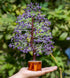Crocon Amethyst Gemstone Tree Feng Shui Figurine Money Bonsai Good Luck Chakra Balancing Reiki Healing Crystals Decoration Ornament Sculpture Pros...